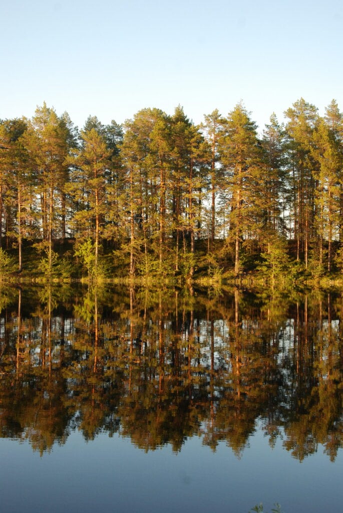 Puita ja vesistöä