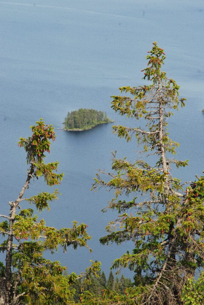 Puiden latvoja ja saari keskellä järveä