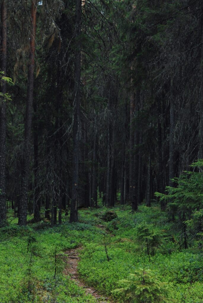 Polku keskellä metsää