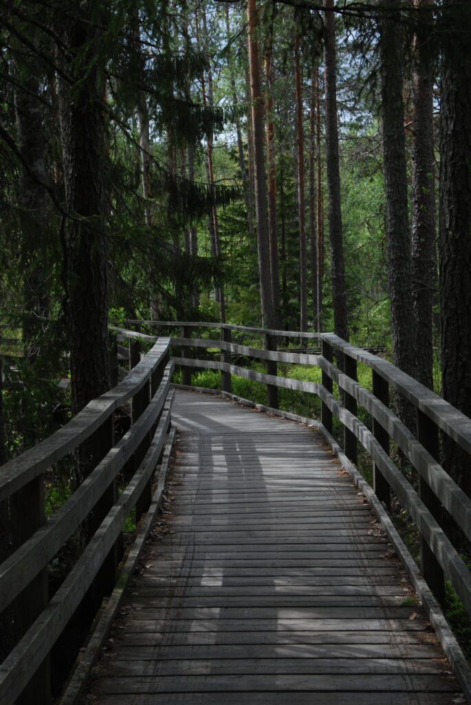 Esteetön reitti metsän keskellä